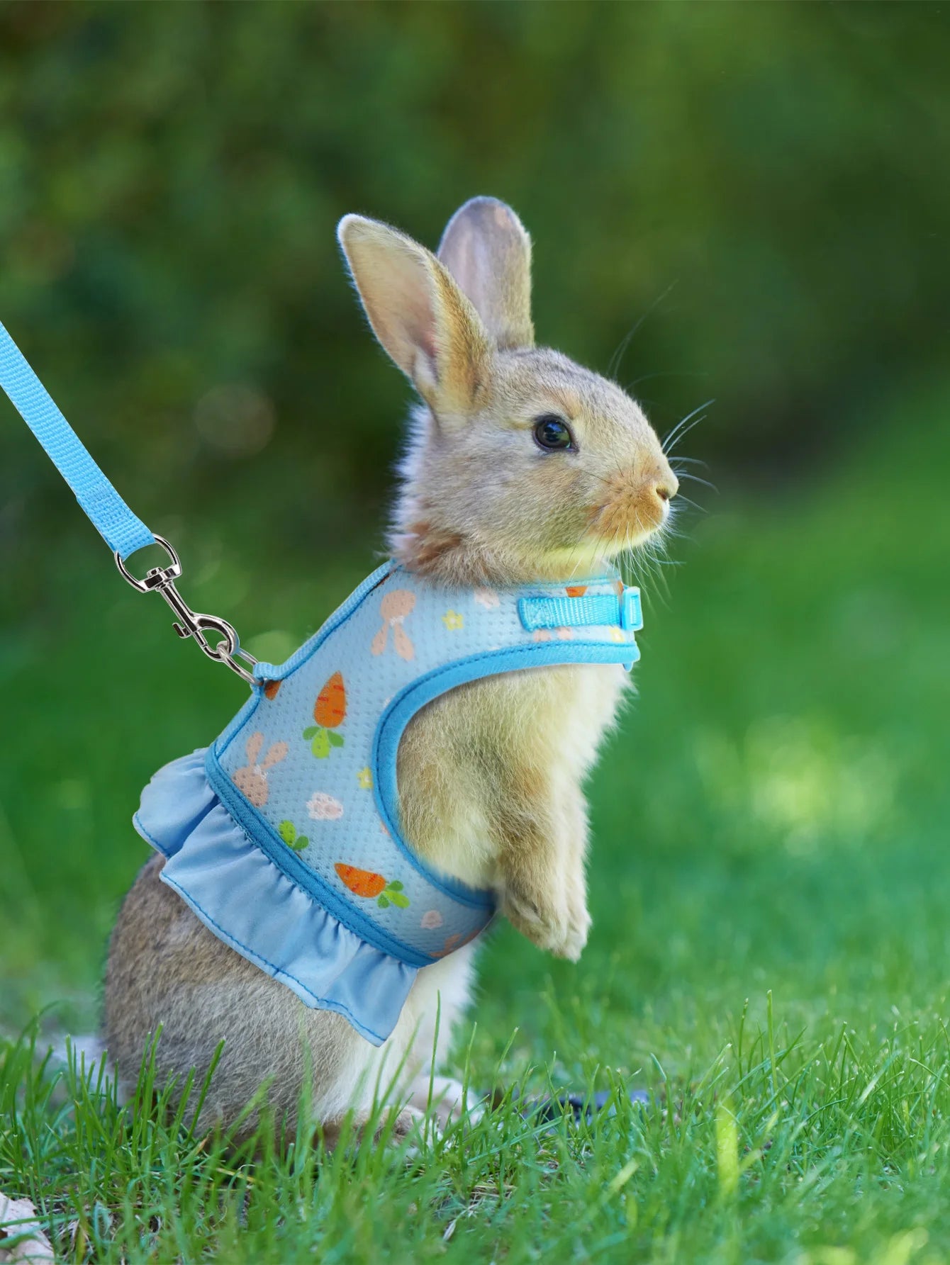 Rabbit Harness with Leash Cute