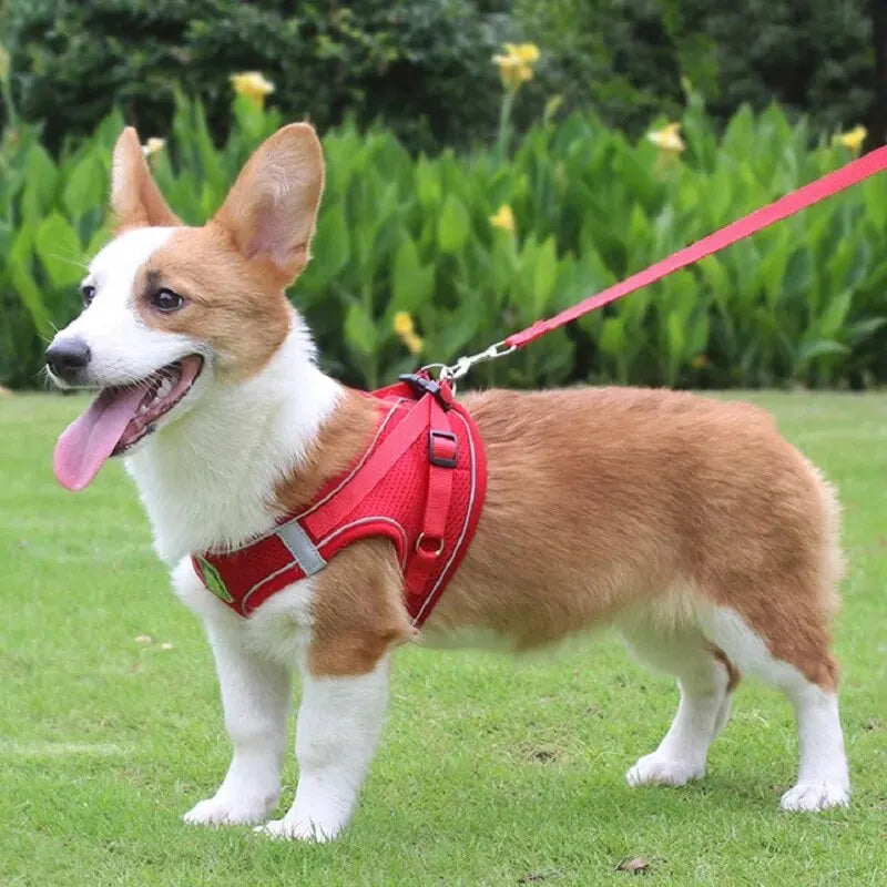 Reflective Pet Harness