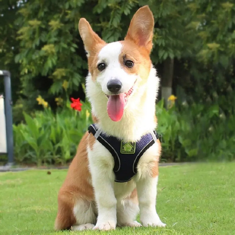Reflective Pet Harness