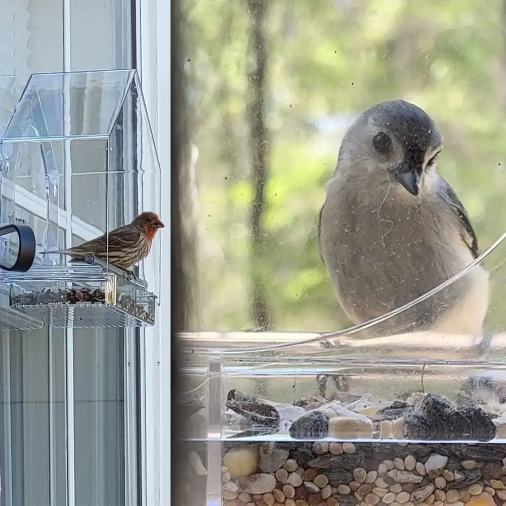 Bird Feeder Birds House